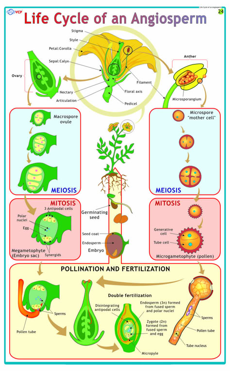 Photosynthesis Activities, Biology Project, Plant Biology, Biology Diagrams, Biology Plants, Learn Biology, Plant Physiology, Biology Worksheet, Study Biology