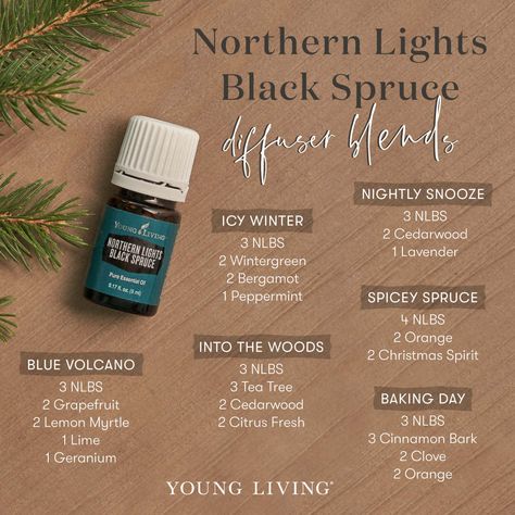 Try out these Northern Lights Black Spruce diffuser blends that are peaceful, grounding, and centering! Blue Volcano (NLBS, Grapefruit, Lemon Myrtle, Lime, Geranium); Icy Winter (NLBS, Wintergreen, Bergamot, Peppermint); Into the Woods (NLBS, Tea Tree, Cedarwood, Citrus Fresh); Nightly Snooze (NLBS, Cedarwood, Lavender); Spicy Spruce (NLBS, Orange, Christmas Spirit); and Baking Day (NLBS, Cinnamon Bark, Clove, Orange). #aromatherapy #essentialoils #diffuserblends #youngliving #yleo Black Spruce Essential Oil, Northern Lights Black Spruce, Diffuser Blends Young Living, Christmas Diffuser Blends, Spruce Essential Oil, Young Living Diffuser, Black Spruce, Essential Oil Diffuser Blends Recipes, Essential Oil Remedy