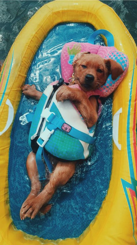 Swimming doggie livin its freacken summer dream Pool Party, See More, Pool