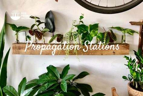 Plant Propagation Stations: 3 Ways to Start Now in 2022 Diy Plant Propagation, Plant Propagation Station, Mushroom Plant, Propagation Station, Edible Mushrooms, Plant Propagation, Propagating Plants, Aquatic Plants, Start Now