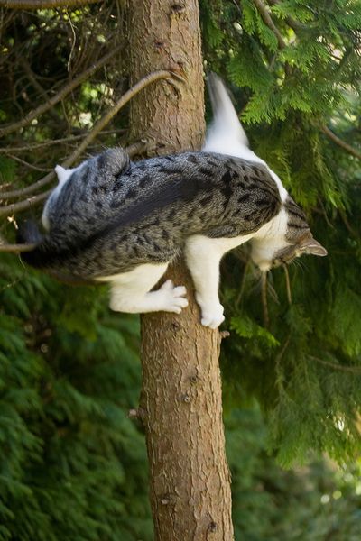 right, that's it! I'm turning back!      Adventure Cat wonders what he was thinking. Cats In Trees, Cats Climbing, Adventure Cat, Cat Reference, Cat Climbing, Cat Boarding, Domestic Cat, Lingerie Shop, Cats Meow