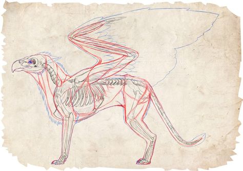 References Black And White, Fantasy Anatomy, Dragon Draw, Creatures Drawing, Sketch Animals, Biology Anatomy, Birds Photos, Graphic Novel Illustration, Flying Creatures