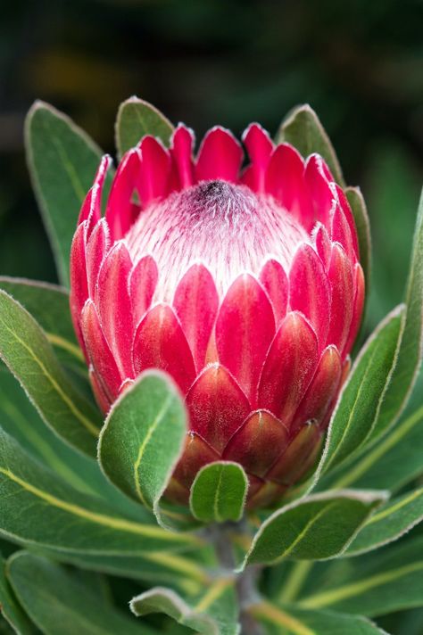 Protea flower is an exquisite wonder of nature ( protea cynaroides)Nature has gifted us with an abundance of mesmerizing blooms, each with its unique charm and beauty. Among these floral wonders, the Protea flower stands out as an extraordinary specimen. With its stunning colors, intricate shapes, and symbolic significance, the Protea flower, scientifically known as Protea cynaroides, captivates the hearts and minds #Flowers #PlantsSection Deco Eucalyptus, Protea Plant, Lily Pictures, Flowers Australia, Protea Art, Protea Flower, Australian Flowers, Australian Native Flowers, Australian Plants