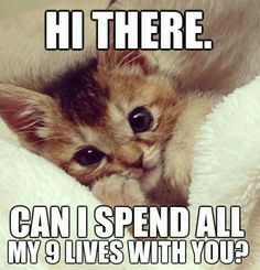 I want to spend every second of my life with YOU, kitten. Love You Meme, Gatto Carino, Söt Katt, Funny Animal Quotes, Cute Kittens, Animal Quotes, Hi There, Beautiful Cats, 귀여운 동물