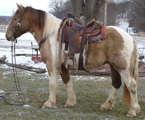 Half Draft Horse, Horse Colours, Stunning Horses, Ranch Horses, Paint Horses, Horse Coats, Cute Horse Pictures, Ranches For Sale, Draft Horse