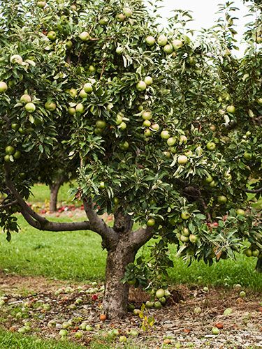 13 Plants That Give You Bang for Your Buck  trees:  apple    "Apple trees produce lovely, fragrant pink blooms followed by fruit. Plus, they can be trained on a wall, as espaliers, or bent over arches. Granny Smith Apple Tree, Granny Smith Apple, Mango Margarita, Easy Plants To Grow, Live Tree, Apple Trees, Garden Shrubs, Easy Care Plants, Mango Salsa