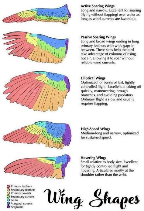 Types Of Bird Wings, Wing Shapes, Wing Anatomy, Types Of Wings, Winged People, Bird People, Wings Drawing, Wings Art, Bird Wings