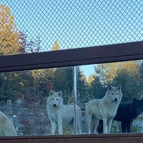 Big Bear Alpine Zoo on Instagram: "🐺 The new wolf pack at the Big Bear Alpine Zoo! 🌲🏔️ We are thrilled to share that Bodhi, Ivar, Loki, and Nymeria have been getting along like true packmates ever since they were introduced last week. �🐾💙 Their bond is growing stronger each day as they explore their spacious enclosures. Come witness their unity and captivating interactions! The Big Bear Alpine Zoo is open daily from 10 am to 4 pm, providing you with the perfect opportunity to experience the 4 Pm, Wolf Pack, Grow Strong, Big Bear, Each Day, Wolves, Loki, Paradise, Instagram