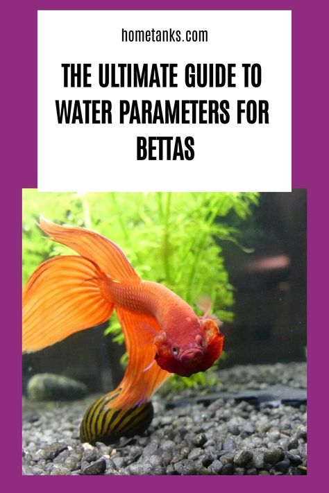 Betta Fish Care Guide, What Fish Can Live With Bettas, Community Fish Tank, Betta Care, The Perfect Life, Betta Aquarium, Indoor Water Garden, Betta Fish Care, Cleaning Fish