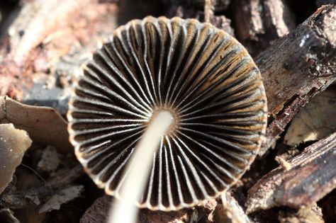 Underside Of Mushroom, Mushroom Underside, Mushroom Structure, Mushroom Forest Reference, Mushroom Outfit, Mushrooms Under Microscope, Mushroom Close Up Photography, Macro Mushroom Photography, Beauty Planet