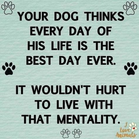 Dog Lover Quotes, Dog Quotes Love, Puppy Face, Dog Things, Dog Rules, Dog Info, Great Sayings, Cute Funny Dogs, Animal Quotes