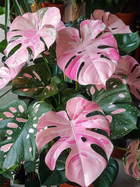 Leaf Art Diy, Inside Plants, Pink Plant, Growing Plants Indoors, Plant Aesthetic, Creative Gardening, Flower Therapy, Colorful Plants, House Plants Decor