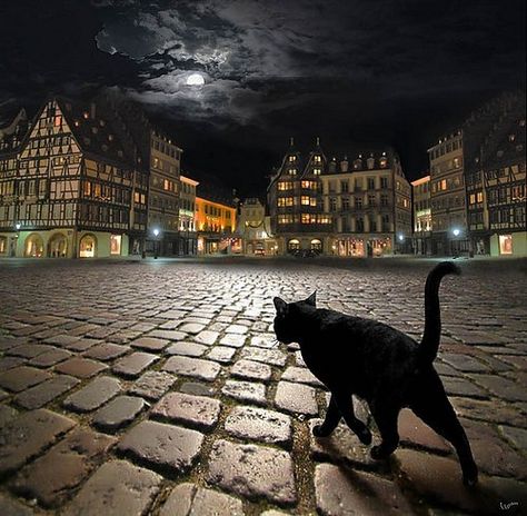 A cat has 9 Lives: Irish legend has it that a witch could turn herself into a cat eight times, but on the ninth time she couldn’t regain her human form. A Black Cat, Stray Cat, Strasbourg, Elba, White Photo, Crazy Cat Lady, 귀여운 동물, Cat Photo, Crazy Cats