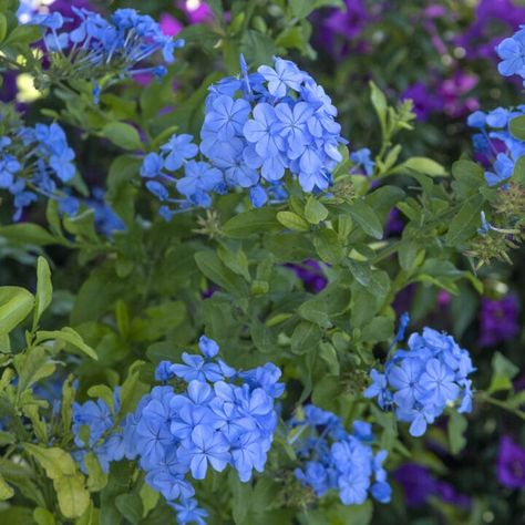 11 Of The Best Blue Flowering Shrubs Blue Flowering Shrubs, Gothic Garden, Flowering Shrubs, Colorful Garden, Blue Sky, Lush, Color Palette, Good Things, Flowers