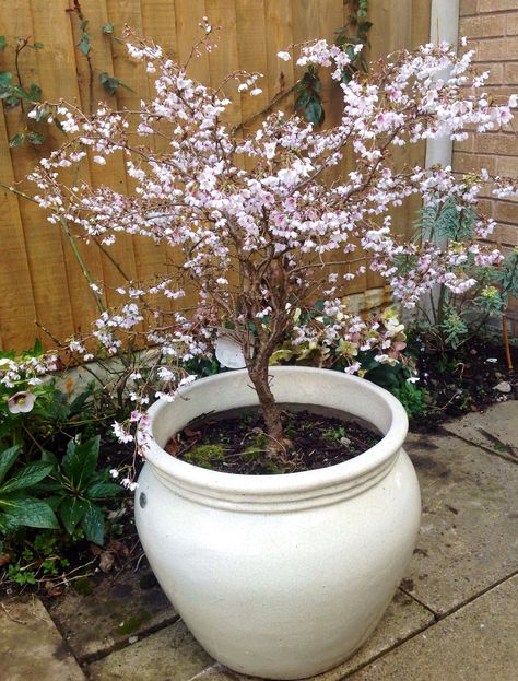 Prunus incisa 'Kojo No Mai'. Gorgeous small tree flowering cherry. Full sun or light dappled shade. Early Spring blossom, Autumn foliage. Grows 5ftx5ft in 10 years. Bought this for my father-in-law! Cherry Tree In Pot, Potted Cherry Blossom Tree, Potted Cherry Tree, Prunus Kojo No Mai, Small Cherry Blossom Tree, Tree For Front Yard, Kojo No Mai, Small Garden Trees, Prunus Incisa