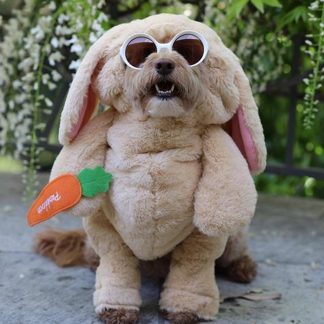 When your mom said we are going to the park today. @reaganrothedoodle be like! 🤣🐇🥕 . . . #Pandaloon #doodle #bunny #dogcostume #cutedog… Doodle Bunny, Bunny Rabbit Costume, Costume For Dogs, Teddy Bear Costume, Bunny Pet, Rabbit Costume, Bear Costume, Bunny Costume, Adorable Bunny