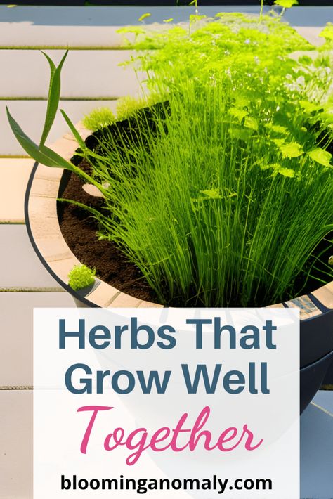 Herbs to Plant Together Best Herbs To Plant Together, Herbs That Can Be Planted Together, What Herbs Can Be Planted Together, Herbs That Grow Well Together, Planting Herbs Together, What Herbs Grow Well Together, Herbs To Plant Together, Herbs To Plant, Growing Herbs At Home