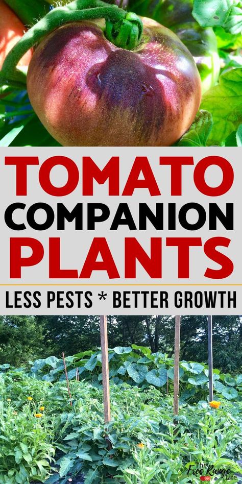 Tomato Companion Plants, Tomatoes Growing, Best Companion Plants, Companion Gardening, Garden Companion Planting, Small Vegetable Gardens, Tomato Plant, Companion Plants, Astuces Diy