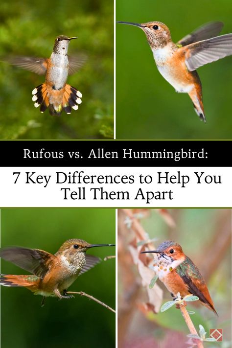 Unlock the secrets to identifying Rufous and Allen's Hummingbirds with 7 essential differences. From plumage colors to behavioral traits, our guide will make you a hummingbird expert in no time! Perfect for birdwatchers and nature lovers, these tips will help you distinguish these stunning birds easily. 🐤 Click to learn more and start your birdwatching adventure today! Rufous Hummingbird, Tiny Creatures, Tail Feathers, Birdwatching, Colored Gems, Picture This, Hummingbirds, Globe Trotter, Bird Watching