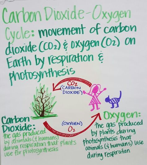 Carbon Dioxide- Oxygen Cycle Anchor Chart Oxygen Cycle Project, Nitrogen Cycle Project, Carbon Cycle Notes, Carbon Cycle Worksheet, Carbon Dioxide Oxygen Cycle, Rock Science, Homeschool Science Experiments, Biology Revision, Carbon Cycle