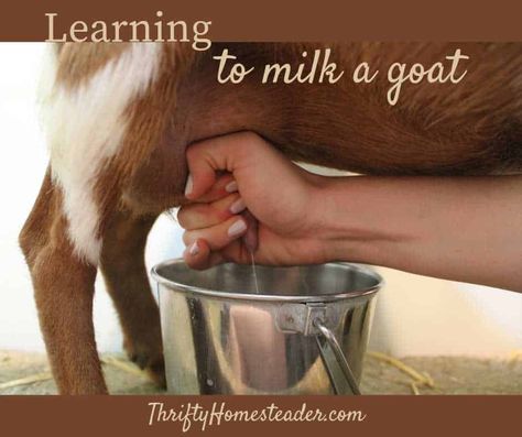 learning to milk a goat Milking Goats, Breeding Goats, Keeping Goats, Goat Health, Goat Milking, Losing Teeth, Female Goat, Meat Rabbits, Feeding Goats