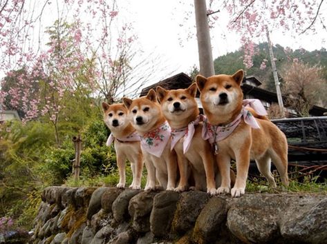 Japanese Dogs, Shiba Inu Dog, Gifu, Shiba Inu, Beautiful Dogs, Rottweiler, New Album, I Love Dogs, Dog Love