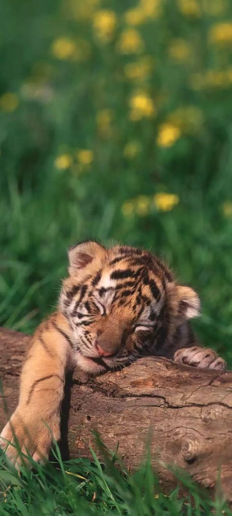 Tiger Photography, Baby Tigers, Tiger Drawing, Tiger Wallpaper, Baby Tiger, Beauty Products Photography, Silly Animals, Photography Wallpaper, Animal Photo