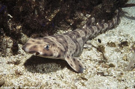 Experts have confirmed that the ‘alien fish’ is actually a swell shark, attributing its la... Swell Shark, Alien Fish, Shark Pictures, Nurse Shark, Fun Facts About Animals, Shark Fishing, In The Zoo, Creature Feature, Animal Facts