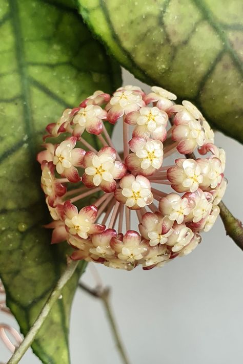 Native to the lush tropical regions of Southeast Asia, the Hoya finlaysonii is a low-maintenance plant that thrives in bright, indirect light. Its cascading vines and lush green foliage make it an ideal addition to any indoor garden or hanging basket. Whether you are a passionate plant lover, a collector of rare blooms, or simply seeking to add a touch of natural wonder to your surroundings, the Hoya finlaysonii flower is sure to enchant and inspire. Hoya Finlaysonii, Hoya Flowers, Hoya Plant, Easy Plants To Grow, Low Maintenance Plants, Hanging Basket, Green Foliage, Beautiful Blooms, Lush Green