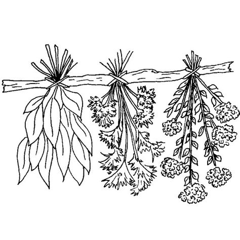 Herb Drawings, Herb Tattoo, Herbal Witch, Herbs Illustration, Plant Doodle, Witch Drawing, Flower Tattoo Drawings, Witch Room, Hanging Herbs