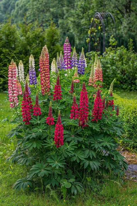 Lupine Flowers, The Secret Garden, Most Beautiful Flowers, Perennial Garden, Flowers Perennials, Garden Cottage, Exotic Flowers, Shade Garden, Dream Garden