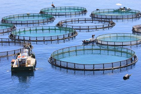 Fish farm. On the sea , #Sponsored, #Fish, #farm, #sea #ad Ikan Air Tawar, Fish Farm, Biodiversity Conservation, Aqua Culture, Aquatic Ecosystem, Green Wave, Fish Farming, Water Quality, Ocean Waves