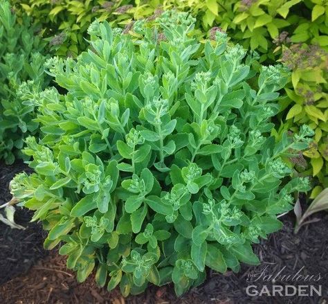 Sedum And Hydrangea, Garden Shrubs Evergreen, Small Garden Shrubs, Sedum Garden, Prune Hydrangeas, Sedum Plant, Brick Walkway, Hosta Gardens, Front Landscaping