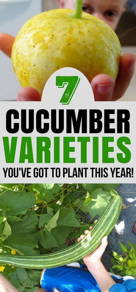 Gardening Tip: Are you looking for some new cucumber varieties to try this year? Check out these 7 types of cucumber that are easy to grow and taste amazing! Cucumber Gardening, Cucumber Varieties, Urban Gardening Ideas, How To Grow Vegetables, Vegetable Gardening Ideas, Vegetable Garden Tips, Cucumber Plant, Growing Cucumbers, Vegetable Garden For Beginners