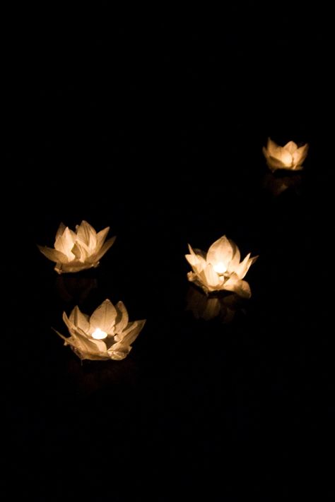 Chinese paper water lilies float along the water at night. Melisa McKolay Photography. A Day in May Events. Lunar Garden, Water Lily Lamp, Asthetic Water Lily Lamp, Water At Night, Glowing Lotus, Led Lotus Flower, The Water Lily Pond, May Events, Debut Theme