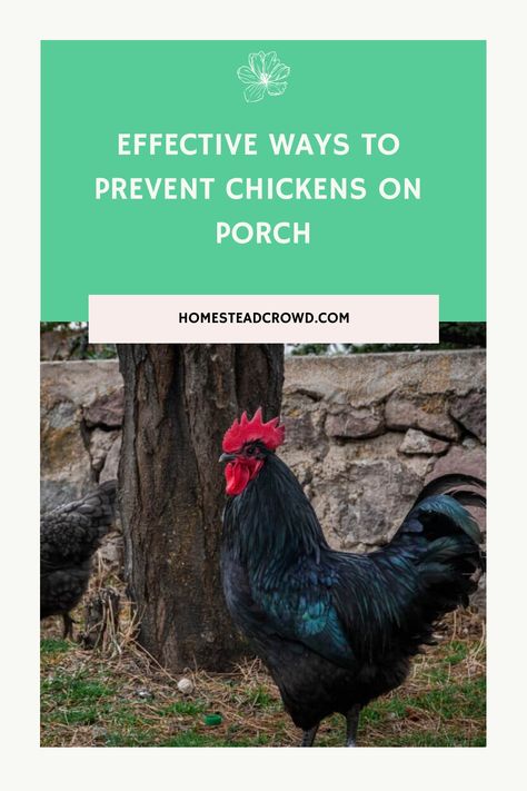 Learn how to stop chickens from roaming onto your porch to minimize damage and health risks. Discover techniques like using barriers, training methods, deterrents, and creating new spaces for the chickens. Implement these solutions to keep your porch chicken-free and maintain a clean outdoor area. How To Keep Chickens, Different Types Of Animals, Black Chickens, Chicken Eating, Curious Creatures, Types Of Animals, The Porch, Health Risks, Growing Food