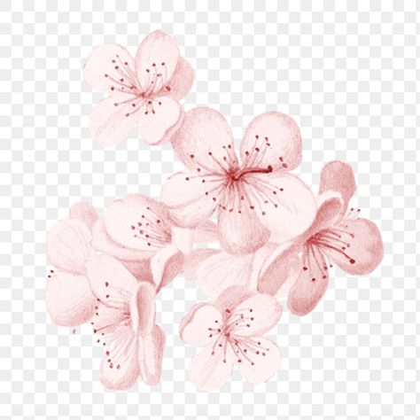 Flower Transparent Background, Cherry Blossom Png, Sakura Watercolor, Flower Transparent, Japanese Sakura, Png Flower, Flower Collage, Png Aesthetic, Sakura Flower