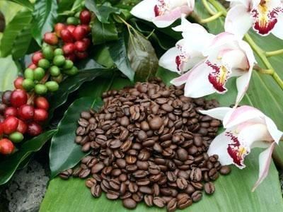 Hawaiian coffee has always been a prized and prestigious commodity. Then you have the best Kona coffee Hawaii produces, which is truly in a league of its own. It’s not an exaggeration to say that once you’ve experienced the best Kona coffee beans money can buy, you may never look at specialty coffee the same way again. #bestkonacoffeebeans   #bestkonacoffee #hawaiicoffeeblog   #coffeenews   #gourmetcoffee   #hawaiiancoffee   #hawaiiancoffeefarms   #Konacoffee   #specialtycoffee Kona Coffee Hawaii, Hawaii Kona, Raw Coffee Beans, Hawaiian Coffee, Expensive Coffee, Coffee Blog, Kona Coffee, Coffee Tree, Coffee Farm