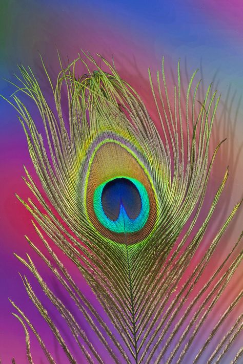 Single male Peacock Tail feather Morpich Image Wallpaper, Morpich Image, Eye Markings, Peacock Tail, Modern Birds, Photo Greeting Cards, Poster Size Prints, Feather Art, Tail Feathers