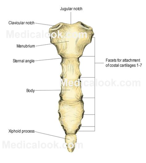 Human Anatomy Organs, Rib Cage Anatomy, Organ Anatomy, Xiphoid Process, Skeletal System Anatomy, Cancellous Bone, Hyaline Cartilage, Human Senses, Anatomy Organs