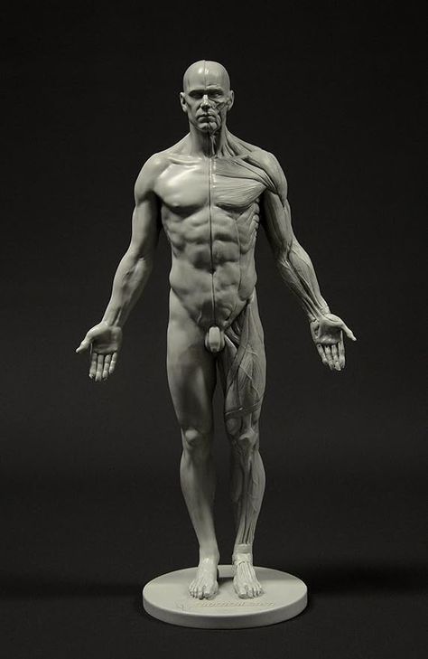 Male Anatomy Figure: 11-inch Anatomical Reference for Artists (Grey) : Amazon.co.uk: Toys & Games Anatomical Reference, Reference For Artists, Human Anatomy For Artists, Digital Art Software, Male Figure Drawing, Male Anatomy, Anatomy Sculpture, Human Anatomy Drawing, Muscle Anatomy