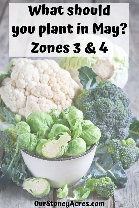 Gardening in May: Zones 3 & 4 - Our Stoney Acres Planting Spinach, Growing Onions, When To Plant Vegetables, Vegetable Garden Tips, Planting Guide, Gardening Zones, Fall Garden Vegetables, Backyard Vegetable Gardens, Organic Vegetable Garden