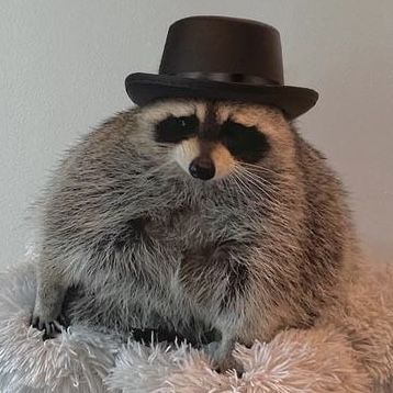 Racoon, Wearing A Hat, Top Hat, Party Hats, Funny Gif, Hats, Photo And Video, Instagram Photo