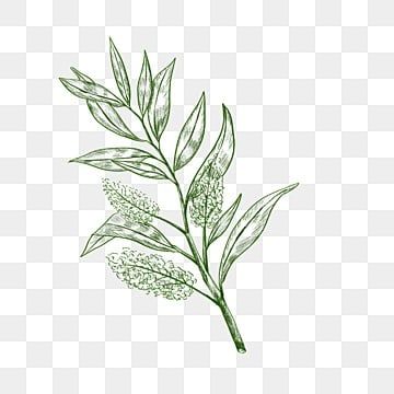 Tea Tree Illustration, Tea Leaf Illustration, Green Tea Illustration, Tea Leaves Illustration, Tea Sketch, Tree Vector Png, Herbal Leaves, Hand Decor, Plant Sketches