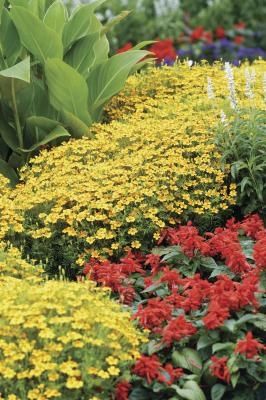 Shade Tolerant Plants, Shade Loving Perennials, Shade Garden Plants, Canna Lily, Shade Flowers, Shade Perennials, Woodland Garden, Shade Plants, Country Gardening