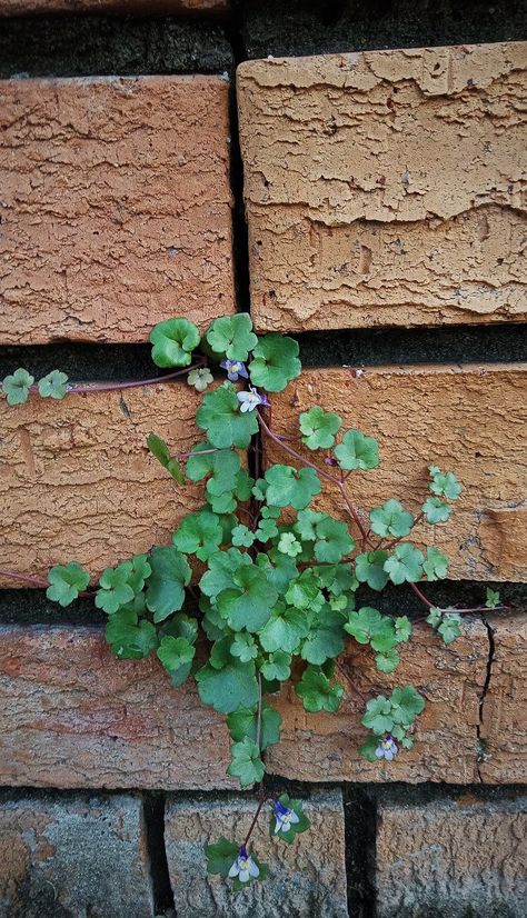 Kenilworth ivy, is a low, spreading, viney plant with small purple flowers, native to southern Europe. It belongs to the plantain family (Plantaginaceae), and is introduced in North America, Australia, and elsewhere. The flower stalk is unusual for seeking light until it is fertilized, after which it grows away from the light. Kenilworth Ivy, Small Purple Flowers, Southern Europe, Purple Flowers, Ivy, North America, Australia, Purple, Plants