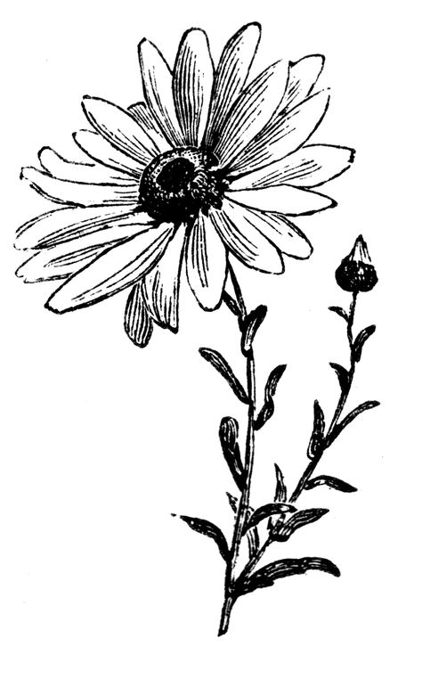 Ox Eye Daisy Tattoo, Tattoo Designs Vintage, Outlines Drawing, Daisy Images, Ox Eye Daisy, Giant Daisy, Daisy Flower Drawing, Flower Tattoo Stencils, Daisy Drawing