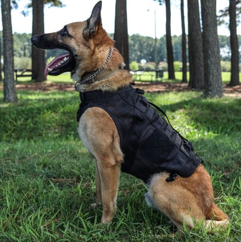 Dogs Room, Army Dogs, Belgian Malinois Dog, Dog Vests, Malinois Dog, Tac Gear, Dog Harnesses, Dog Rooms, Wow Video