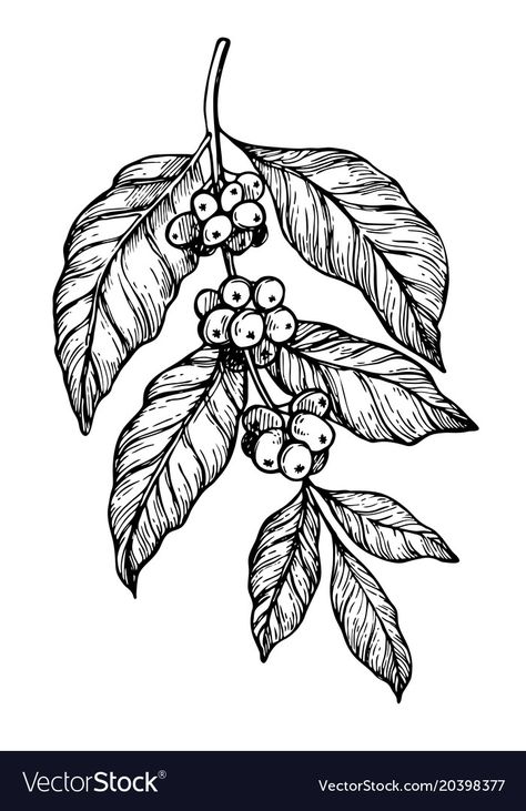 Branch Drawing, Branch Vector, Coffee Tattoos, Info Board, Coffee Tree, Plant Tattoo, Coffee Drawing, Coffee Flower, Coffee Painting