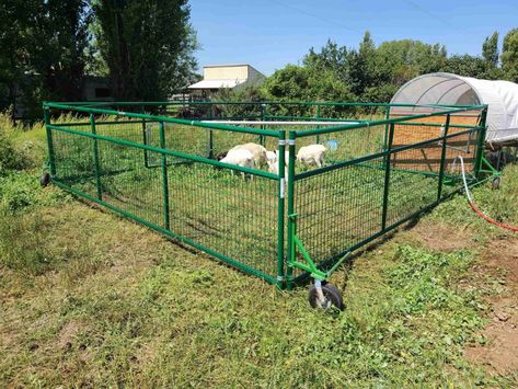 Sheep Tractor - Ecko Farm Sheep Tractor, Earthbox Gardening, Pig Fence, Sheep Shelter, Pastured Pigs, Raising Rabbits For Meat, Sheep Pen, Goat Pen, Raising Pigs